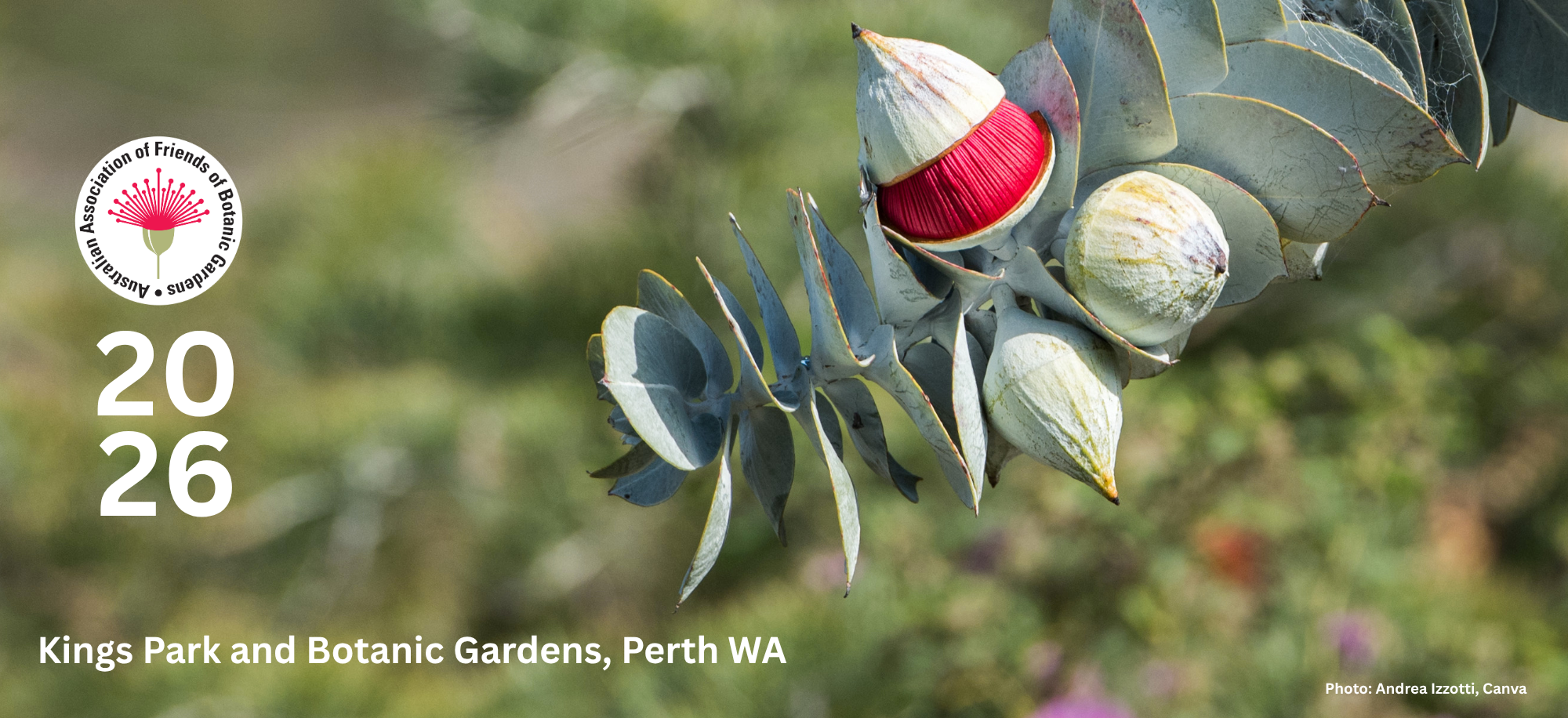 AAFBG eucalypt Newsletter